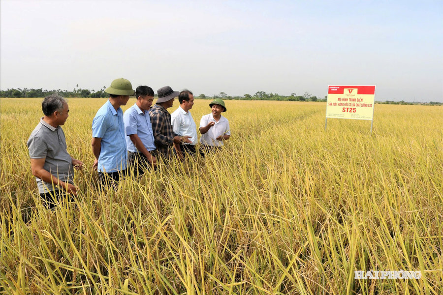 Kien Quoc ragworm rice earns USDA Organic certification, paving the way for global exports