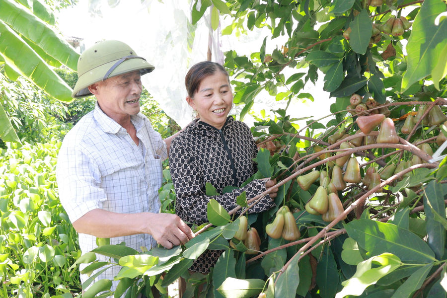 Mô hình trồng roi cho giá trị kinh tế cao ở xã Kim Thành
