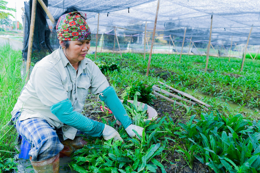 Hiệu quả trồng cây mùi tàu trên đất Thái Tân