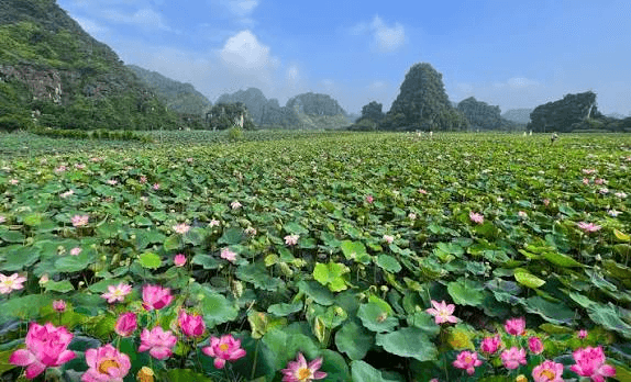 Dịu dàng mùa sen