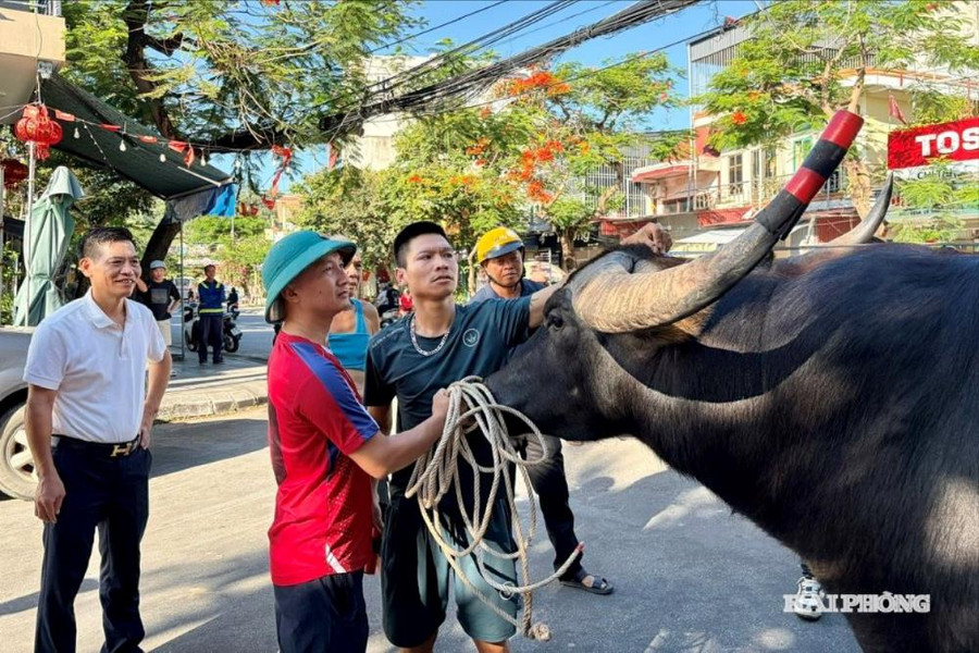 Về Đồ Sơn thăm các 'ông trâu' trước mùa lễ hội