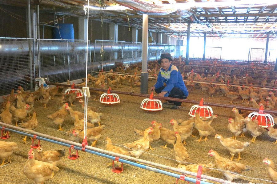 Phòng, chống nắng nóng cho đàn vật nuôi