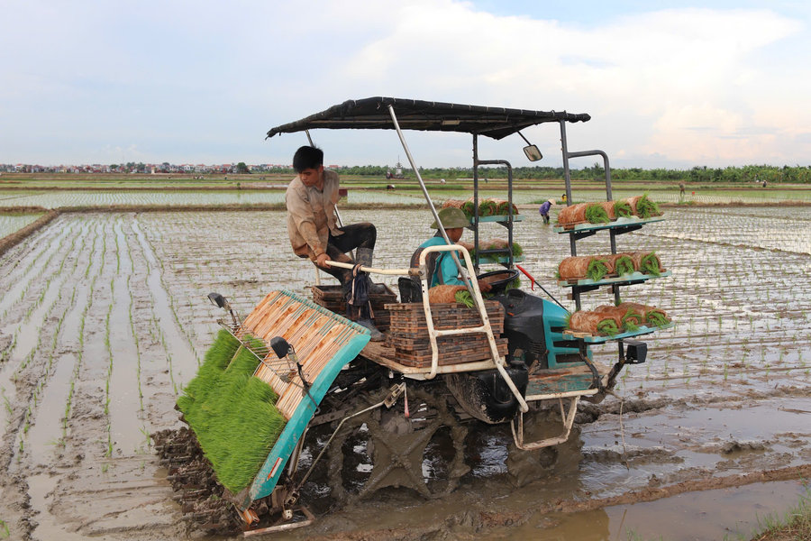 Hải Phòng phát triển mô hình mạ khay, cấy máy