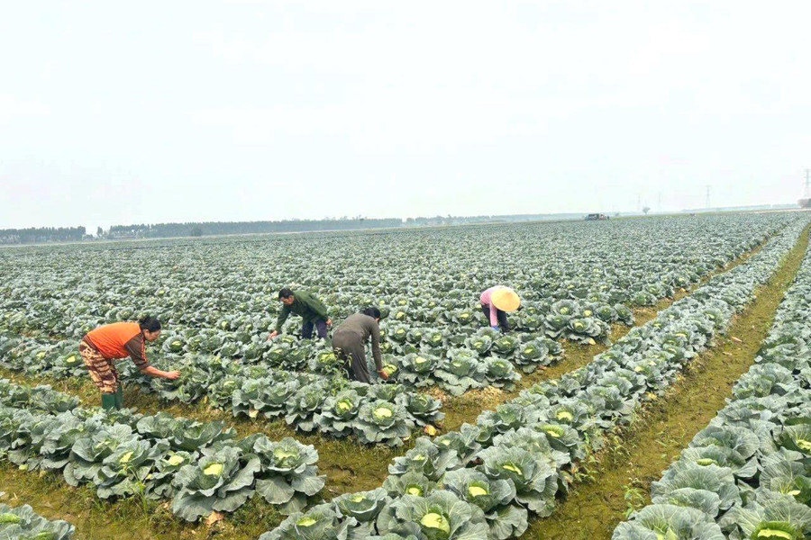 Hợp tác xã nông nghiệp lo đầu ra cho sản phẩm