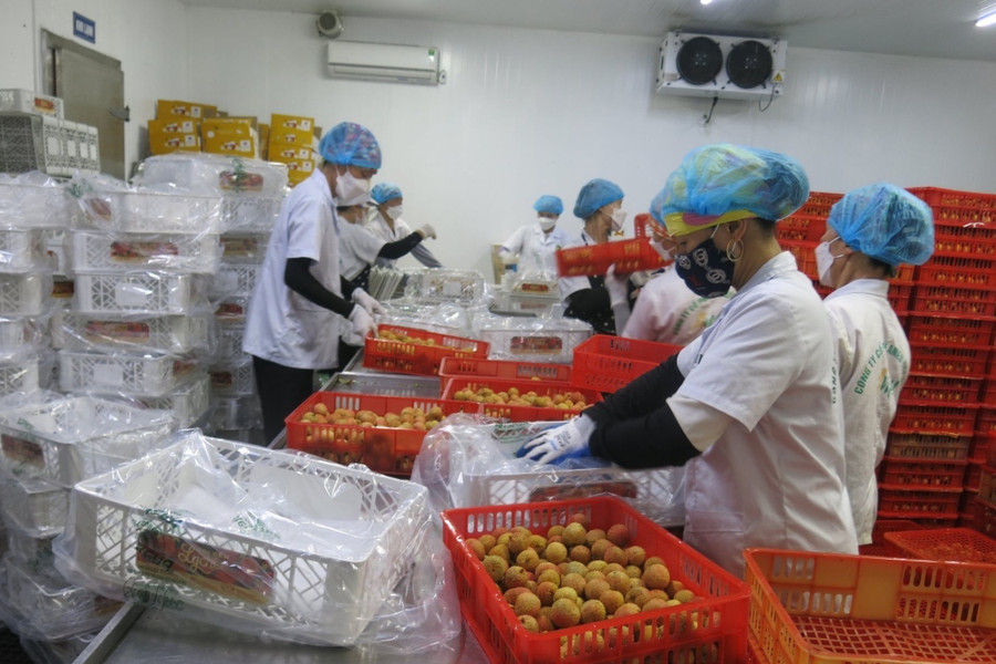 Industrial processing and manufacturing drive economic growth