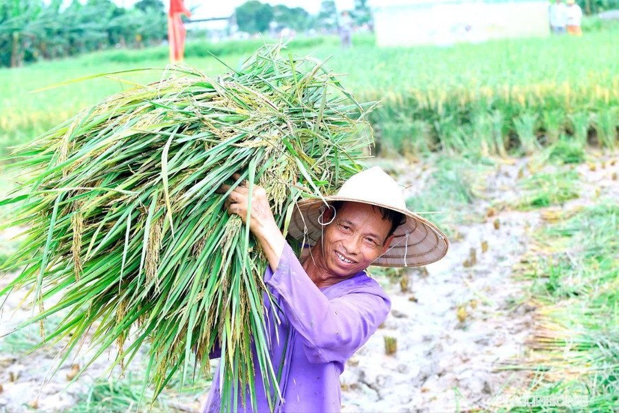 Đề xuất 35 vùng trồng trọt tập trung, quy mô lớn giai đoạn 2026 - 2030