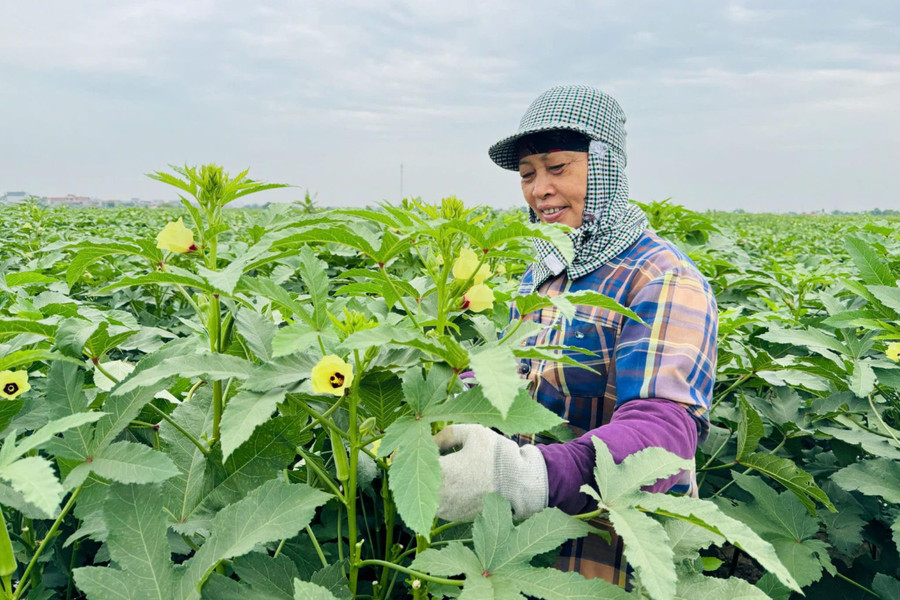 Cây đậu bắp ra 'quả ngọt' trên đất Thái Tân