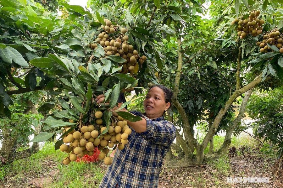 Thu hoạch nhãn hương chi sớm gần 1 tháng, nông dân Vĩnh Thịnh lãi cao