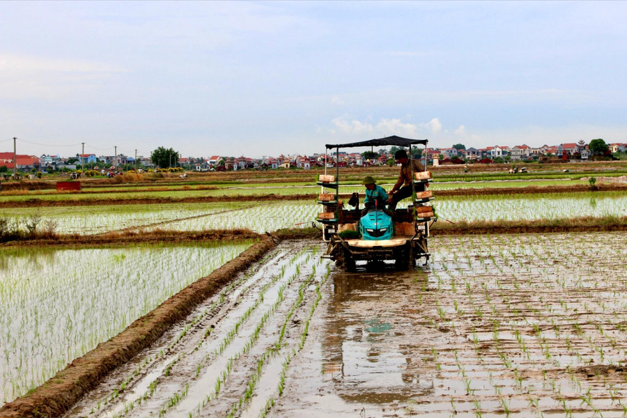 Hải Phòng mở rộng diện tích gieo cấy lúa phát thải thấp