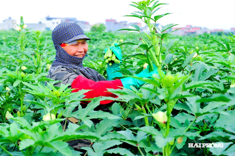 Đậu bắp Thái Tân được mùa, được giá