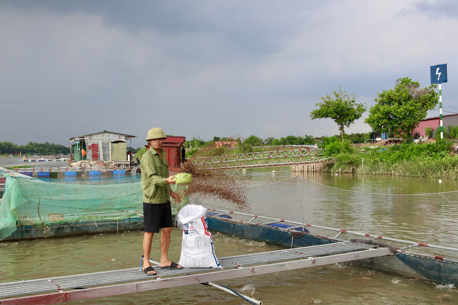 Nuôi cá xứ lạnh trên sông Kinh Thầy