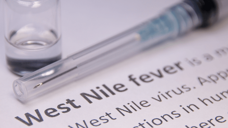 Dịch virus Tây sông Nile bùng phát ở châu Âu