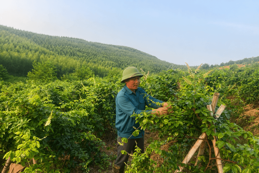 Phát triển cây dược liệu dưới tán rừng