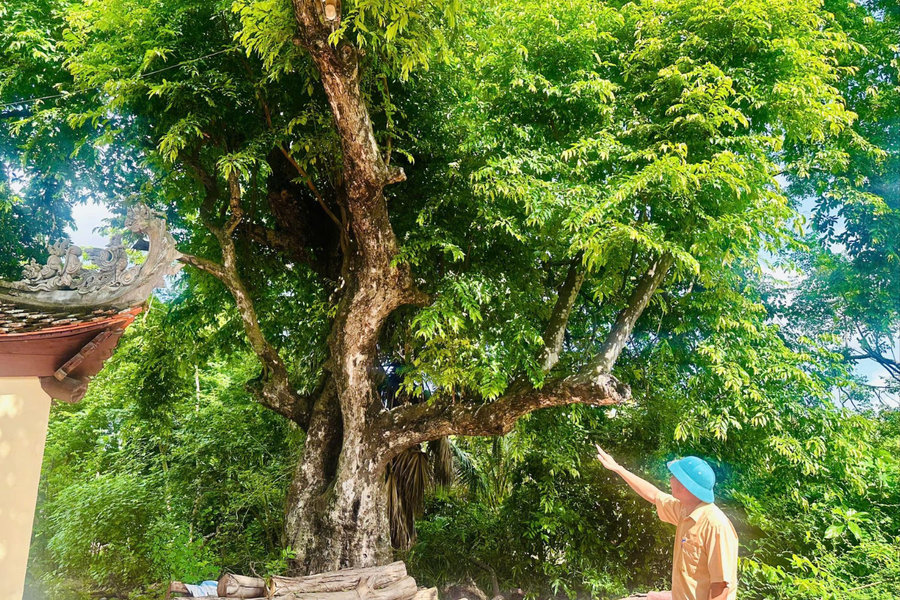Những cây thị trăm tuổi ở Hải Phòng