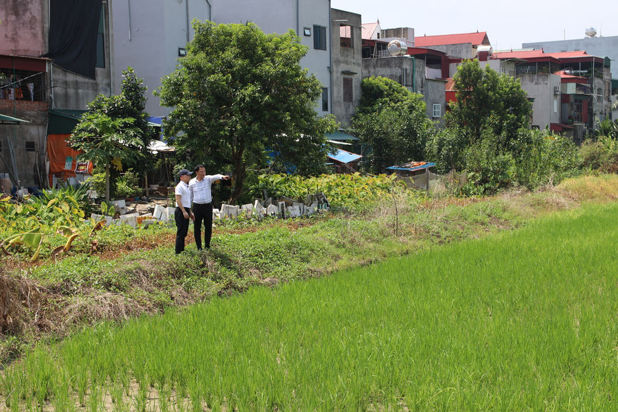 Cán bộ, đảng viên Nam Sách xắn tay 'hồi sinh' ruộng hoang