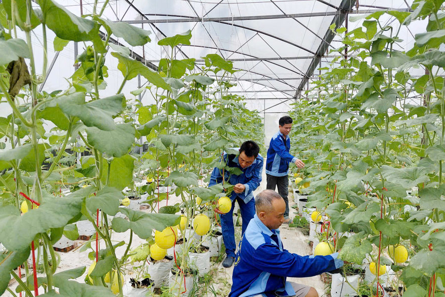 Technology transfer to drive agricultural advancement