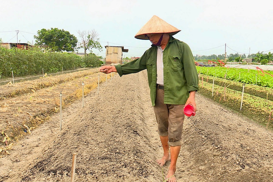 Hành, tỏi sẽ chiếm diện tích lớn nhất trong vụ đông ở Hải Phòng
