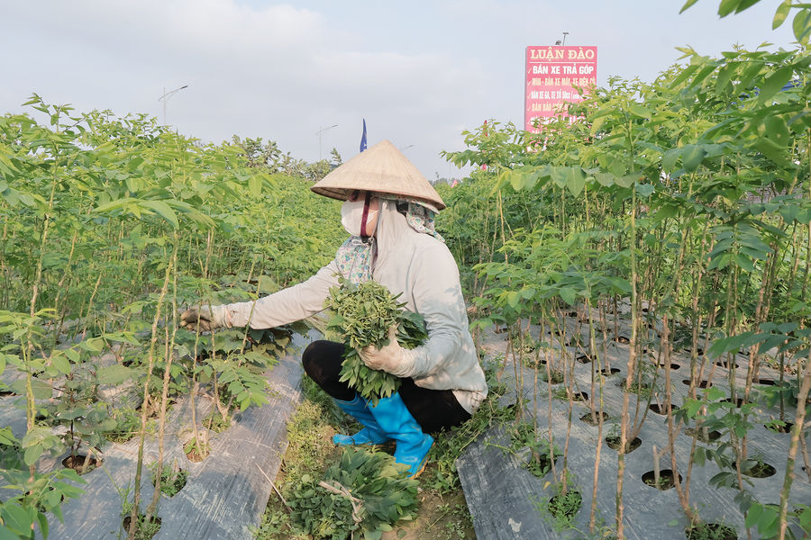Hiệu quả từ những vùng rau VietGAP ở Kim Thành
