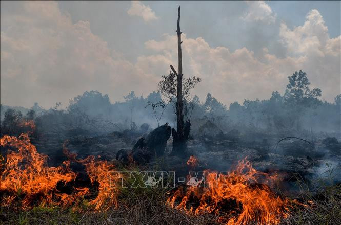 Indonesia tăng cường làm mưa nhân tạo để đối phó với cháy rừng