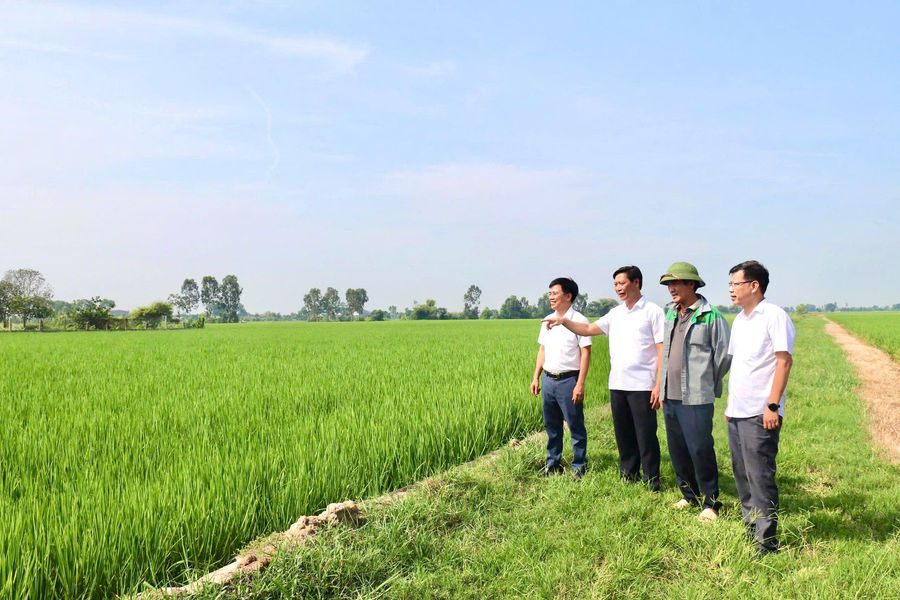 Biến ruộng hoang thành cánh đồng bạc tỷ