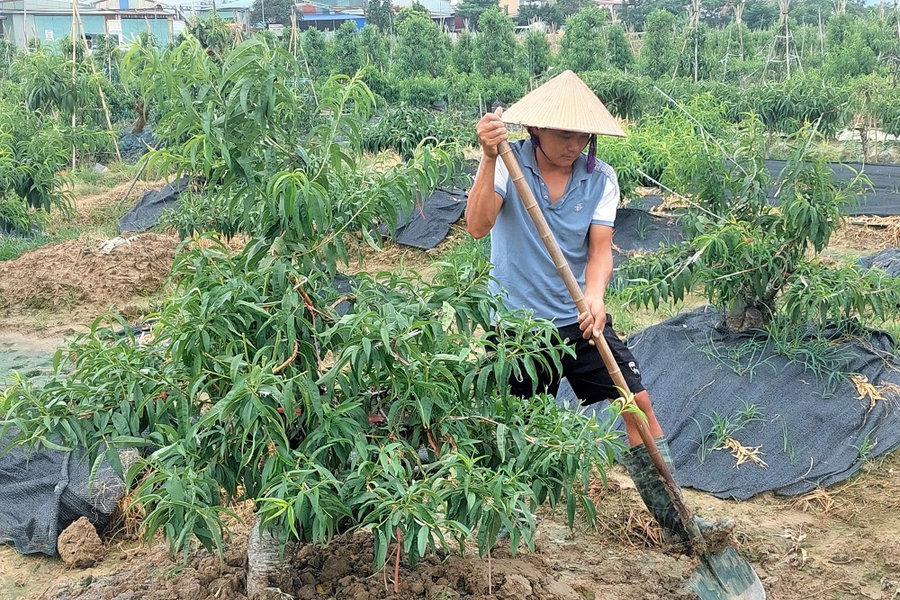 Phường An Hải chủ động bảo vệ hơn 140 ha hoa, cây cảnh
