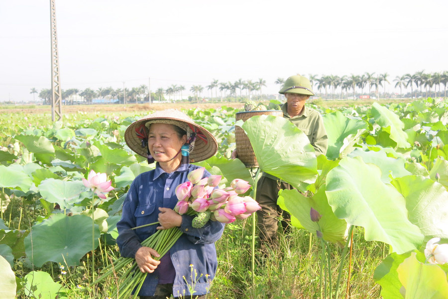 Transforming production to awaken golden harvests