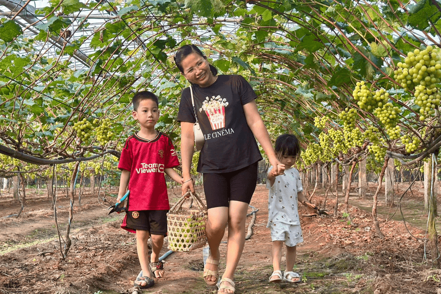 Urban agriculture creates a ‘green belt' for Hai Phong City