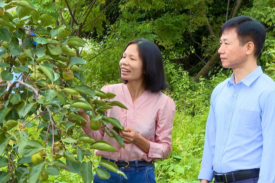 Trồng thử nghiệm 3 giống hồng ngâm tại vùng đồi phường Nguyễn Trãi