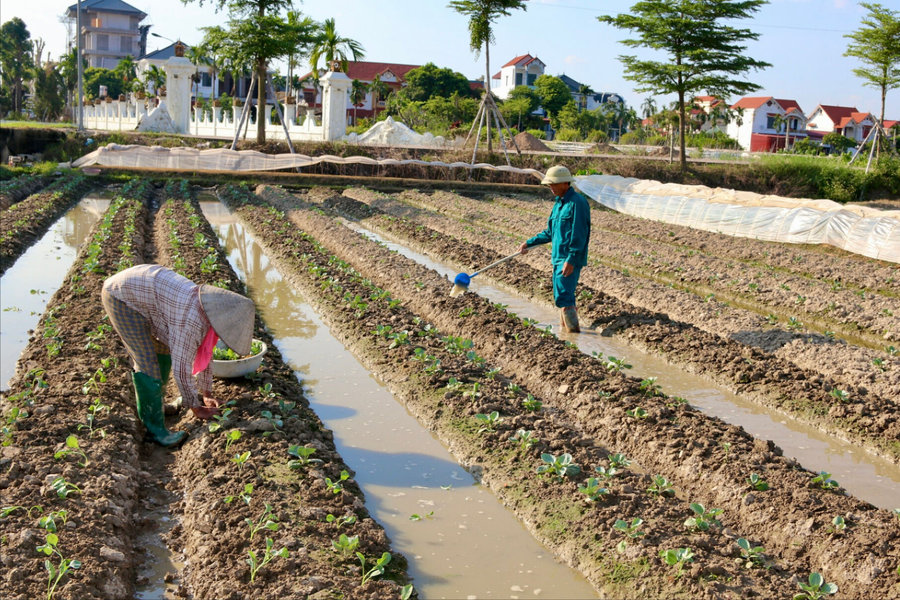 Xã Đại Sơn - Nơi trồng cây vụ đông sớm nhất Hải Phòng