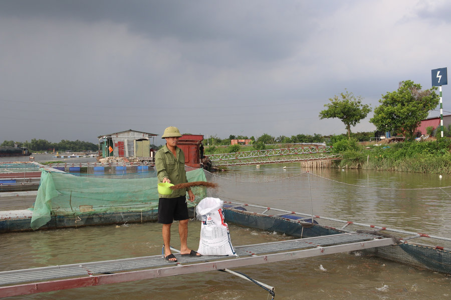 Hải Phòng có 265 ha thủy sản được cấp chứng nhận VietGAP