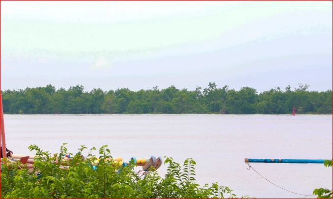 Promoting the role of coastal mangrove forests