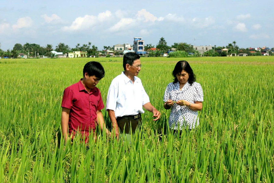 Chủ động chọn giống, thích ứng biến đổi khí hậu
