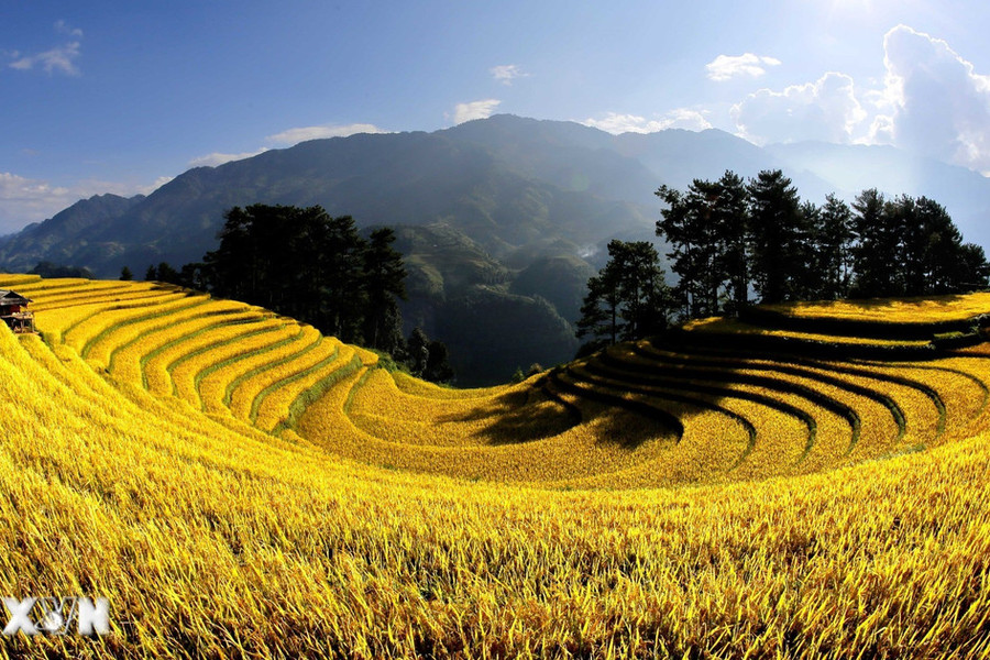 Những cung đường vàng mùa lúa chín giàu bản sắc trên rẻo cao Tây Bắc