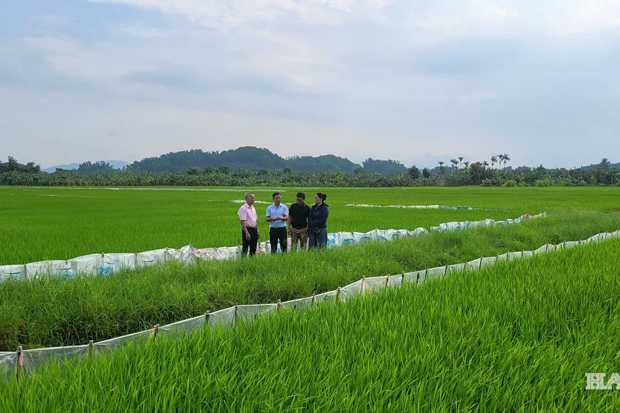 Đề xuất cho xây công trình tối đa 500 m² trên đất trồng lúa