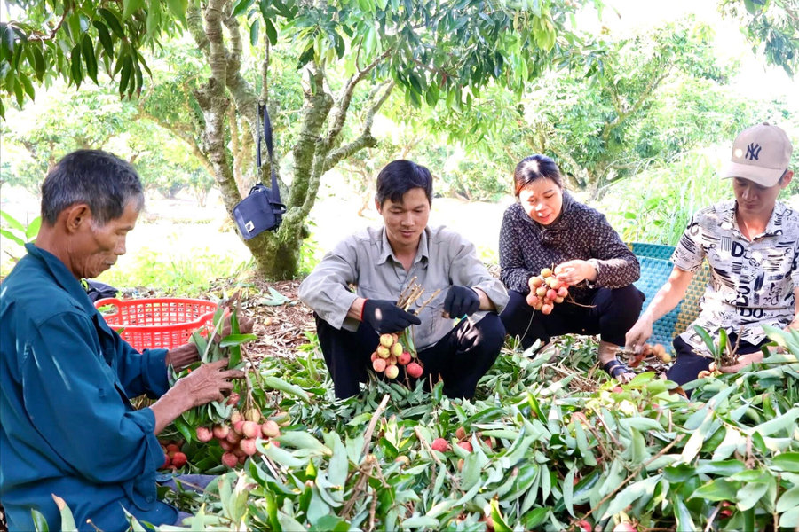 Thay đổi tư duy sản xuất để nông sản 'xuất ngoại'