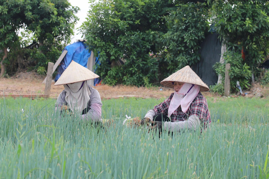 Nông dân lãi 8 - 12 triệu đồng/sào rau màu hè thu