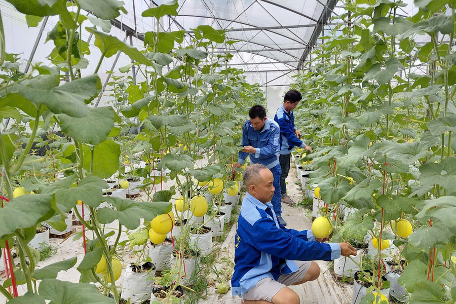 Farmers benefit from agricultural support policies