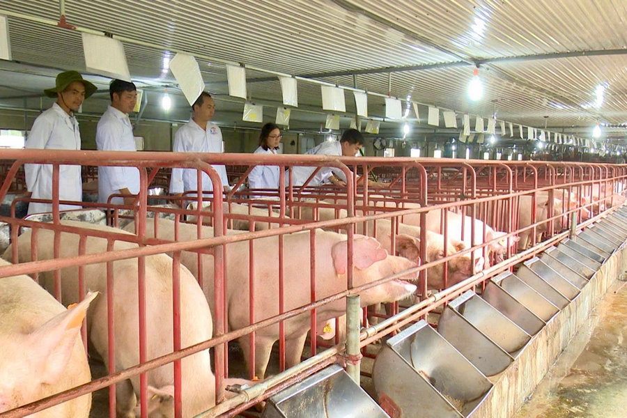 Làm gì để phát triển sản phẩm OCOP từ chăn nuôi?